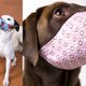 Illustration for article titled If You Have a Dog, You Cant Miss This Gadget Guide for the Spring